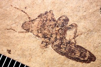 Media type: image;   Entomology PALE-1776